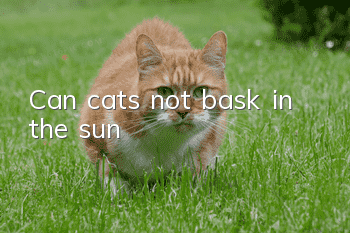 Can cats not bask in the sun?