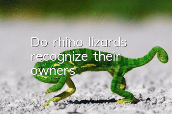 Do rhino lizards recognize their owners?