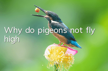 Why do pigeons not fly high?