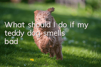What should I do if my teddy dog smells bad?