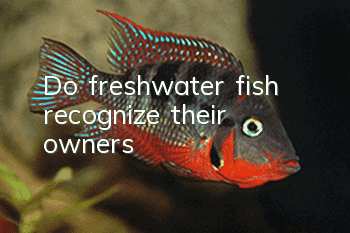 Do freshwater fish recognize their owners?
