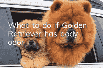 What to do if Golden Retriever has body odor