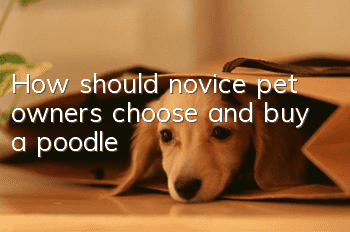 How should novice pet owners choose and buy a poodle?
