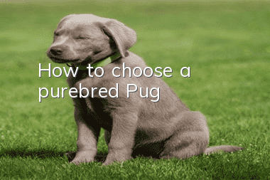 How to choose a purebred Pug