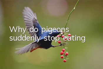 Why do pigeons suddenly stop eating?