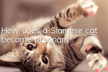 How does a Siamese cat become pregnant?