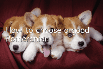 How to choose a good Pomeranian