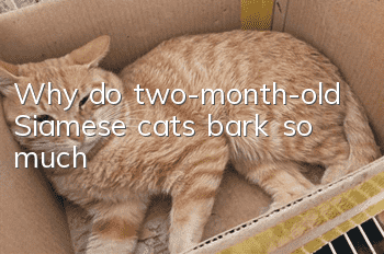 Why do two-month-old Siamese cats bark so much?