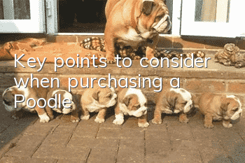 Key points to consider when purchasing a Poodle