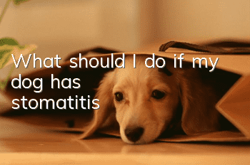 What should I do if my dog ​​has stomatitis?