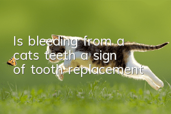 Is bleeding from a cat’s teeth a sign of tooth replacement?