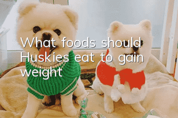 What foods should Huskies eat to gain weight?