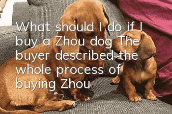 What should I do if I buy a Zhou dog? The buyer described the whole process of buying Zhou Dog