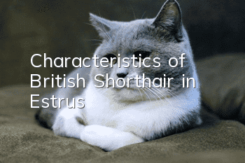 Characteristics of British Shorthair in Estrus