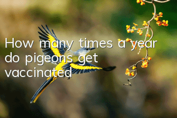 How many times a year do pigeons get vaccinated?