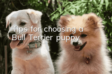Tips for choosing a Bull Terrier puppy