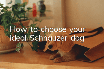 How to choose your ideal Schnauzer dog