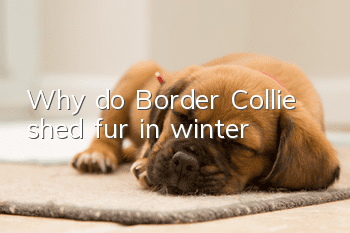 Why do Border Collie shed fur in winter?