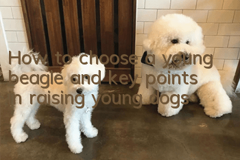 How to choose a young beagle and key points in raising young dogs