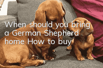 When should you bring a German Shepherd home? How to buy