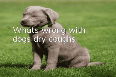 What’s wrong with dogs’ dry coughs?