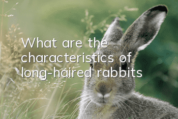 What are the characteristics of long-haired rabbits?