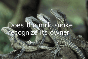 Does the milk snake recognize its owner?