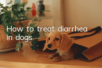 How to treat diarrhea in dogs