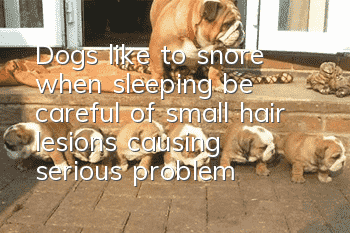 Dogs like to snore when sleeping, be careful of small hair lesions causing serious problems