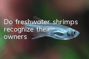 Do freshwater shrimps recognize their owners?