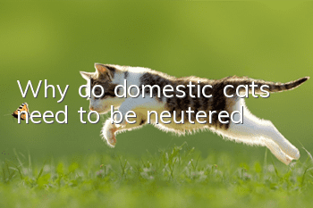 Why do domestic cats need to be neutered?