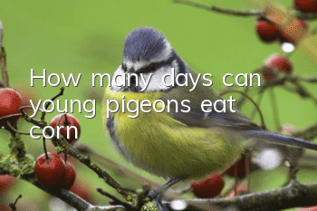 How many days can young pigeons eat corn?