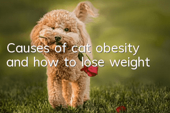 Causes of cat obesity and how to lose weight