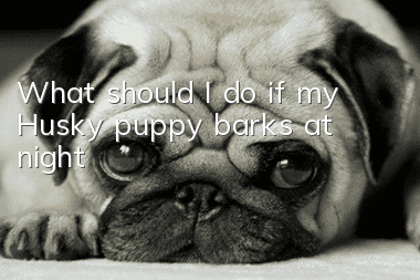 What should I do if my Husky puppy barks at night?