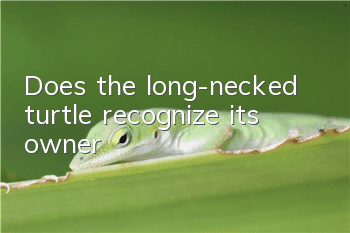 Does the long-necked turtle recognize its owner?