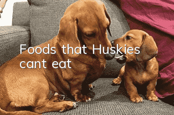 Foods that Huskies can’t eat