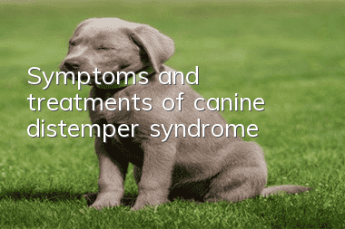 Symptoms and treatments of canine distemper syndrome
