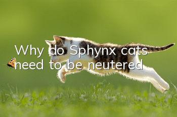 Why do Sphynx cats need to be neutered?