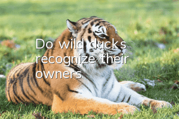 Do wild ducks recognize their owners?