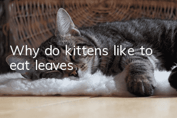 Why do kittens like to eat leaves?