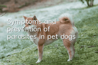 Symptoms and prevention of parasites in pet dogs
