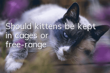 Should kittens be kept in cages or free-range?