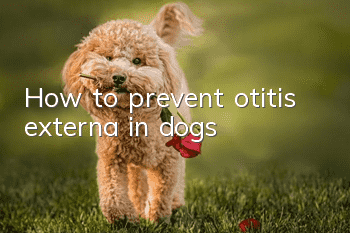 How to prevent otitis externa in dogs