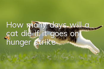 How many days will a cat die if it goes on hunger strike?
