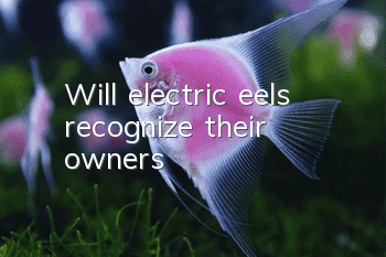 Will electric eels recognize their owners?
