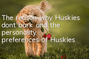 The reason why Huskies don’t bark and the personality preferences of Huskies
