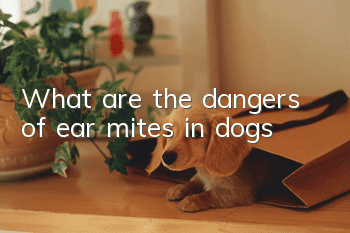 What are the dangers of ear mites in dogs?