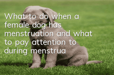 What to do when a female dog has menstruation and what to pay attention to during menstruation