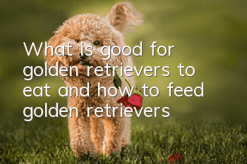 What is good for golden retrievers to eat and how to feed golden retrievers