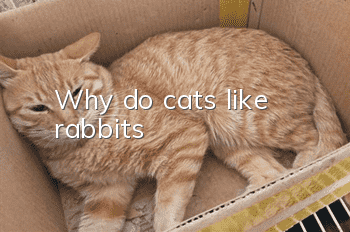 Why do cats like rabbits?